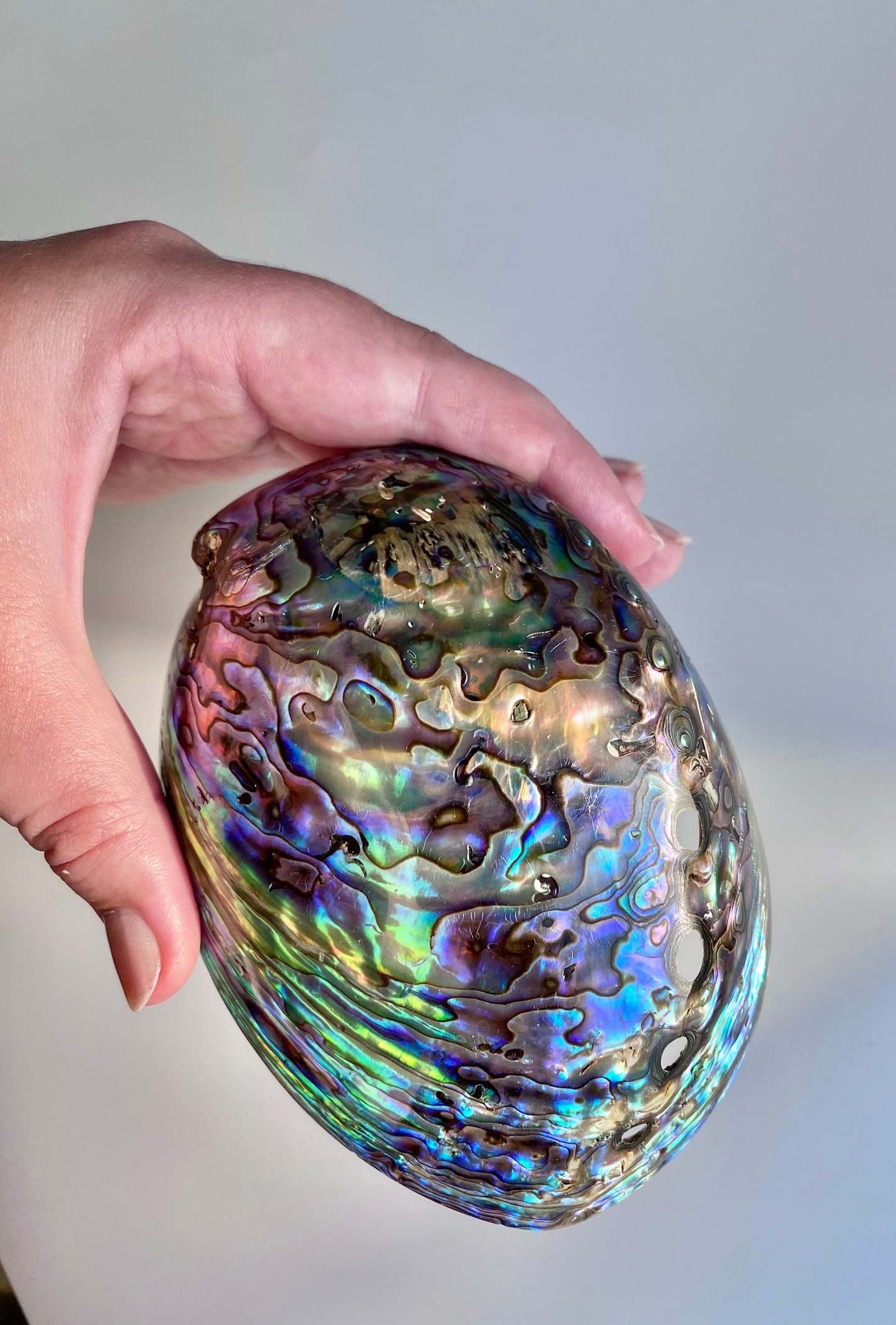 Abalone shell