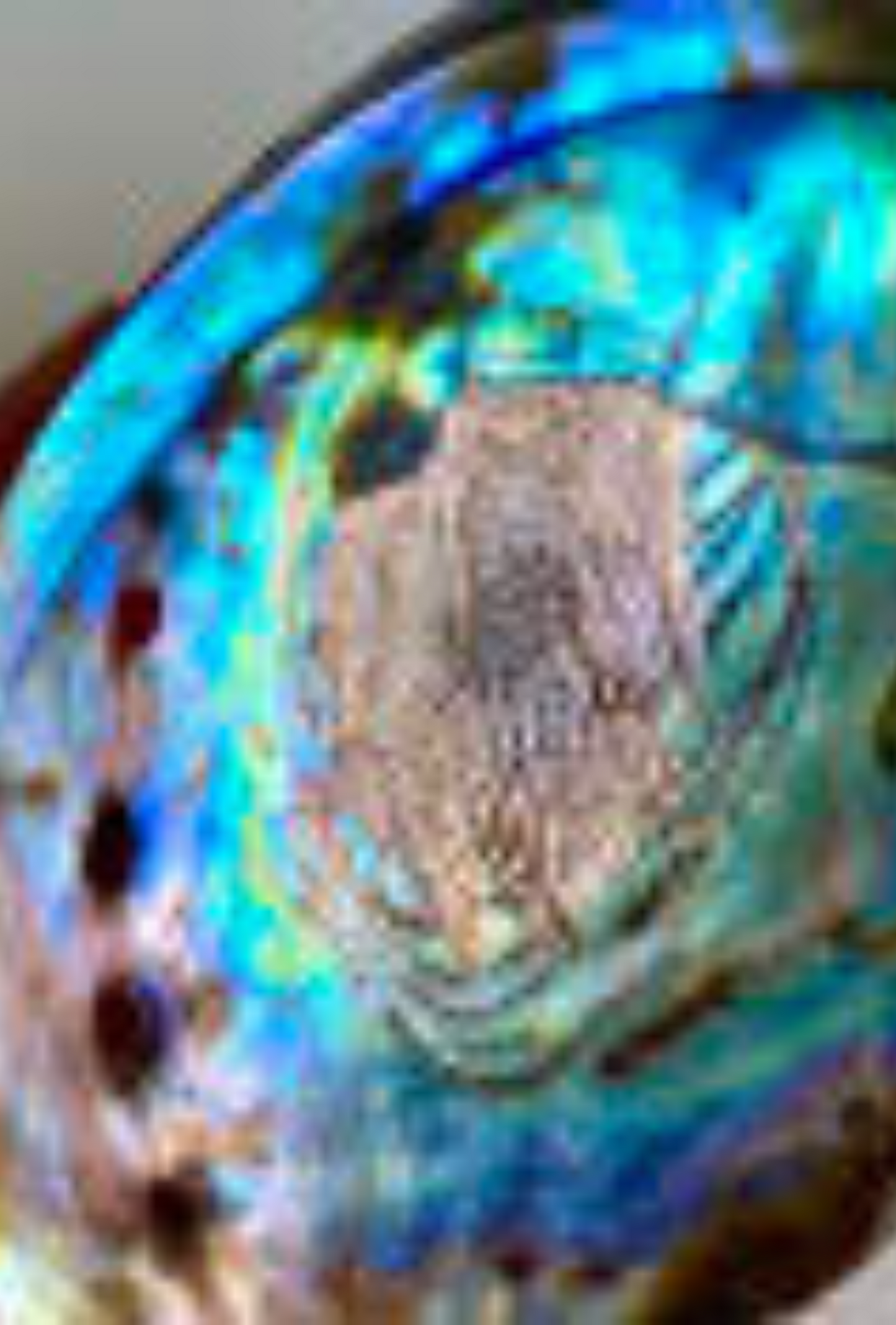 Abalone shell