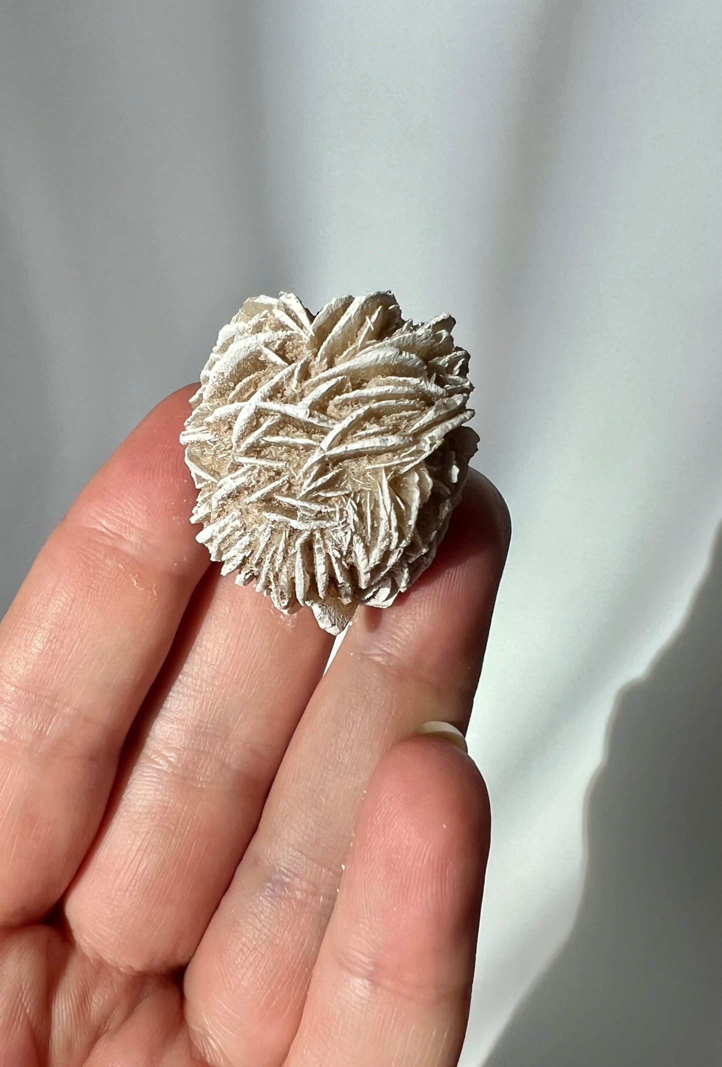 Desert rose